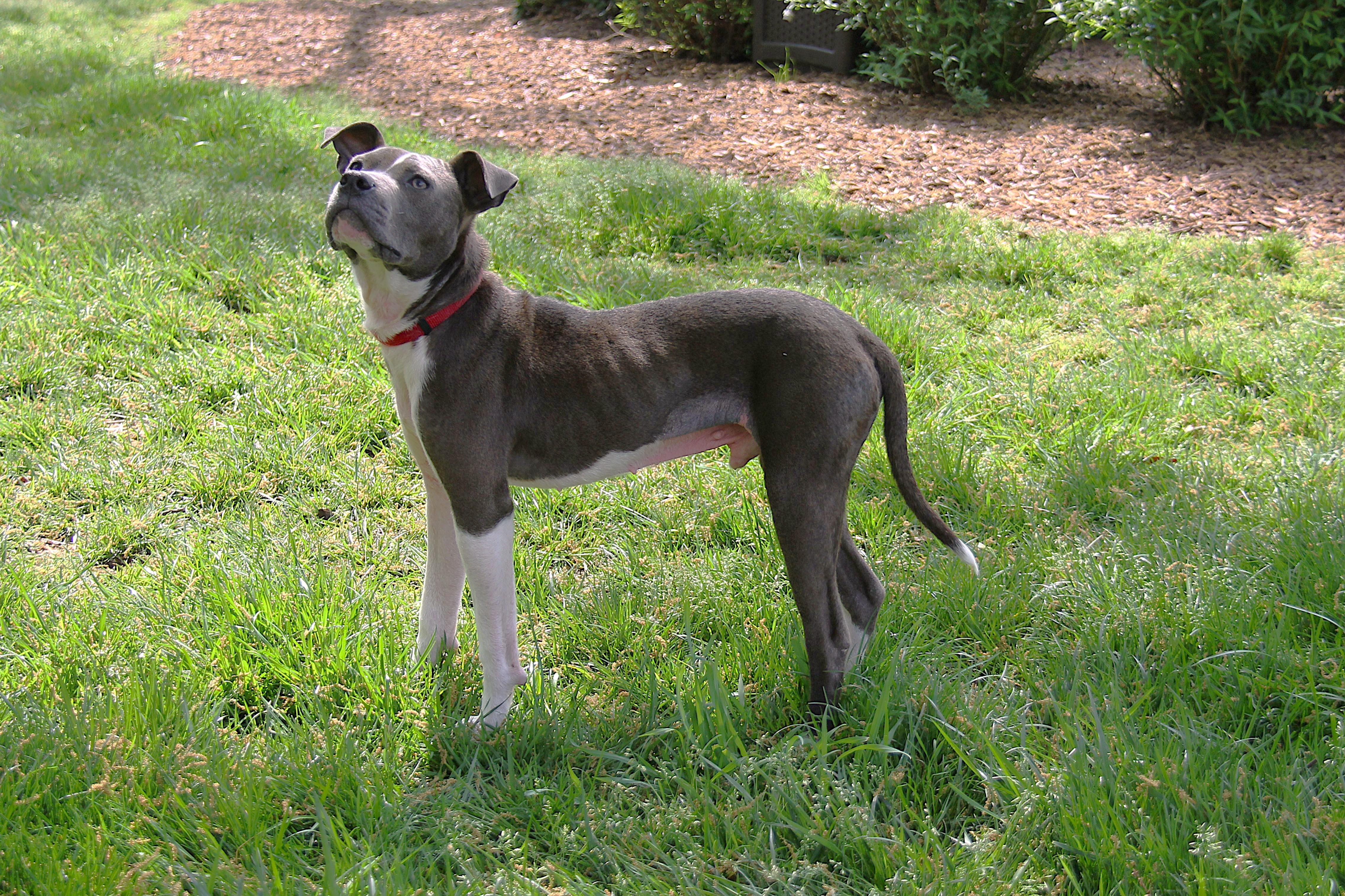 Archie, Adoptable, Young Male Pit Bull Terrier.