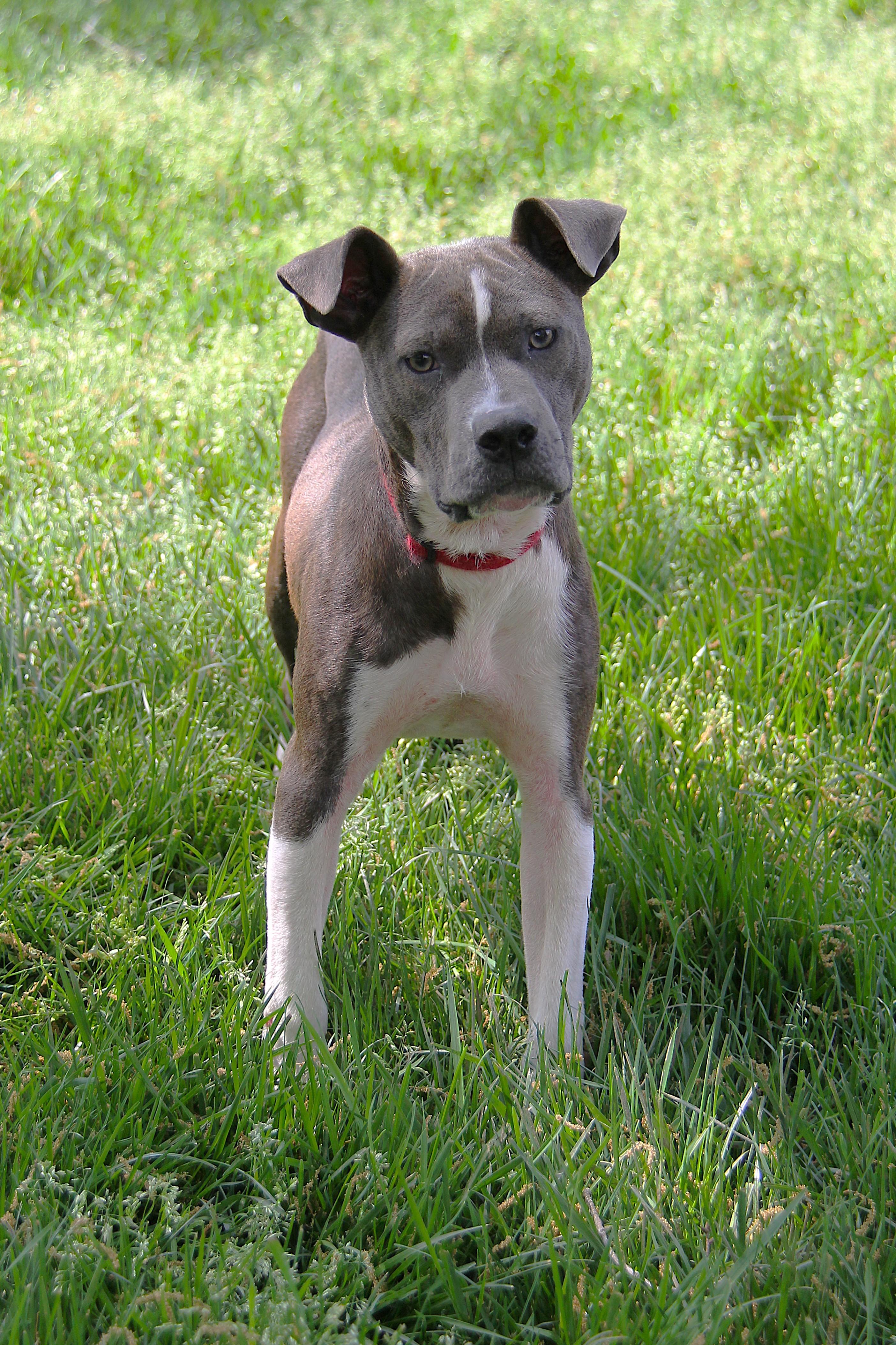 Enlarge Archie, a Adoptable mixed breed in Monroe, NC image 4/4