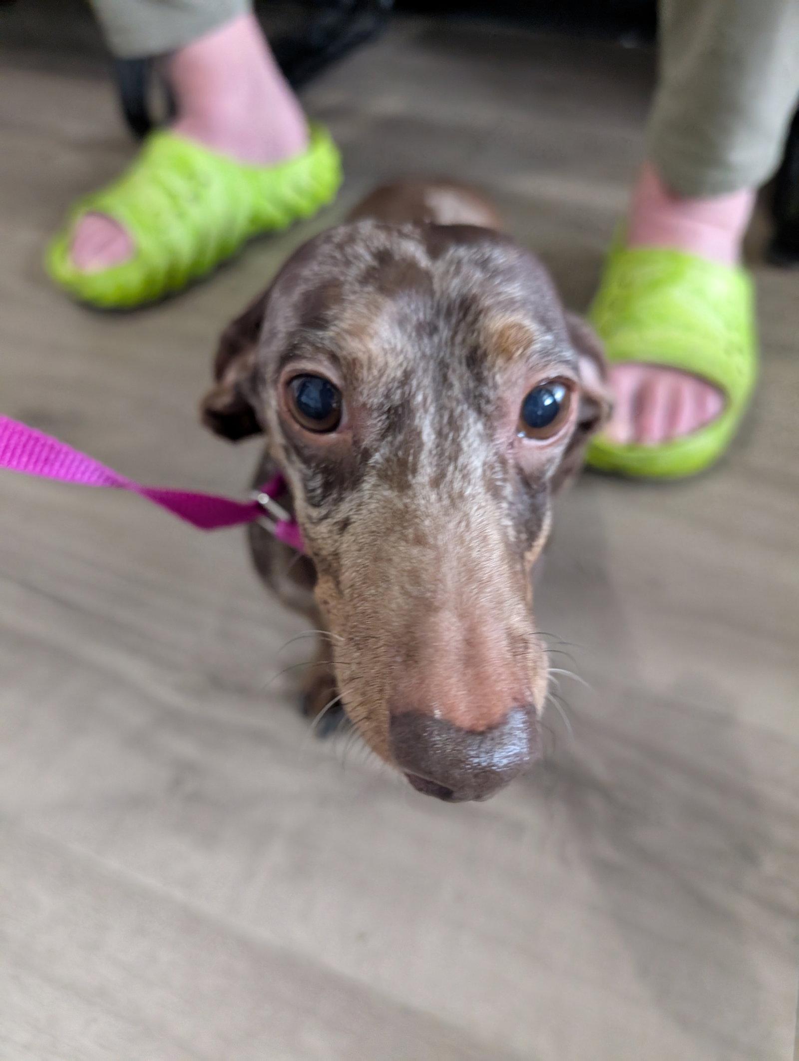 Enlarge Bruno, a Adopted Dachshund in Austin, TX image 1/1