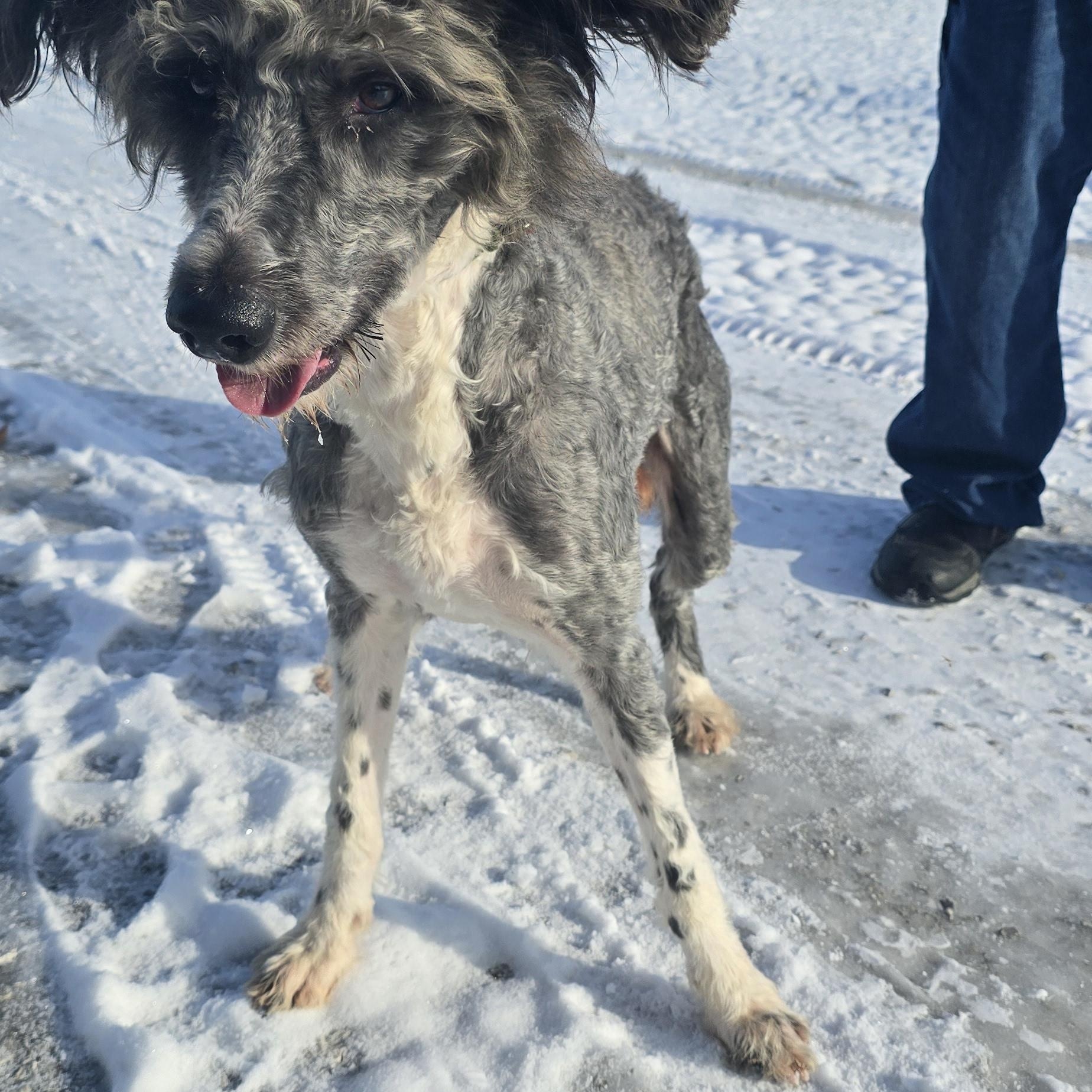 Paisley, a ADOPTABLE mixed breed in Terre Haute, IN image 1/4