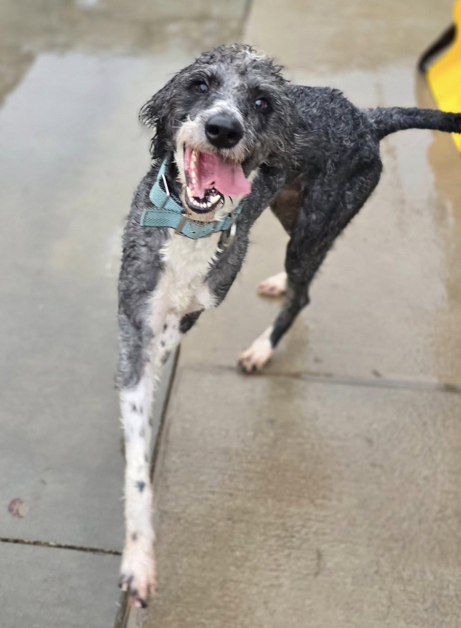 Paisley, ADOPTABLE, Young Male Poodle & Border Collie.