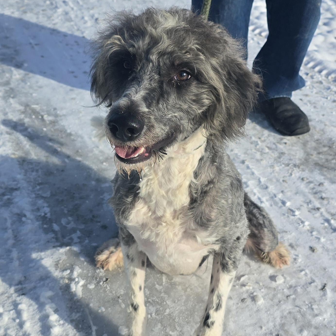 Paisley, a ADOPTABLE mixed breed in Terre Haute, IN image 2/4
