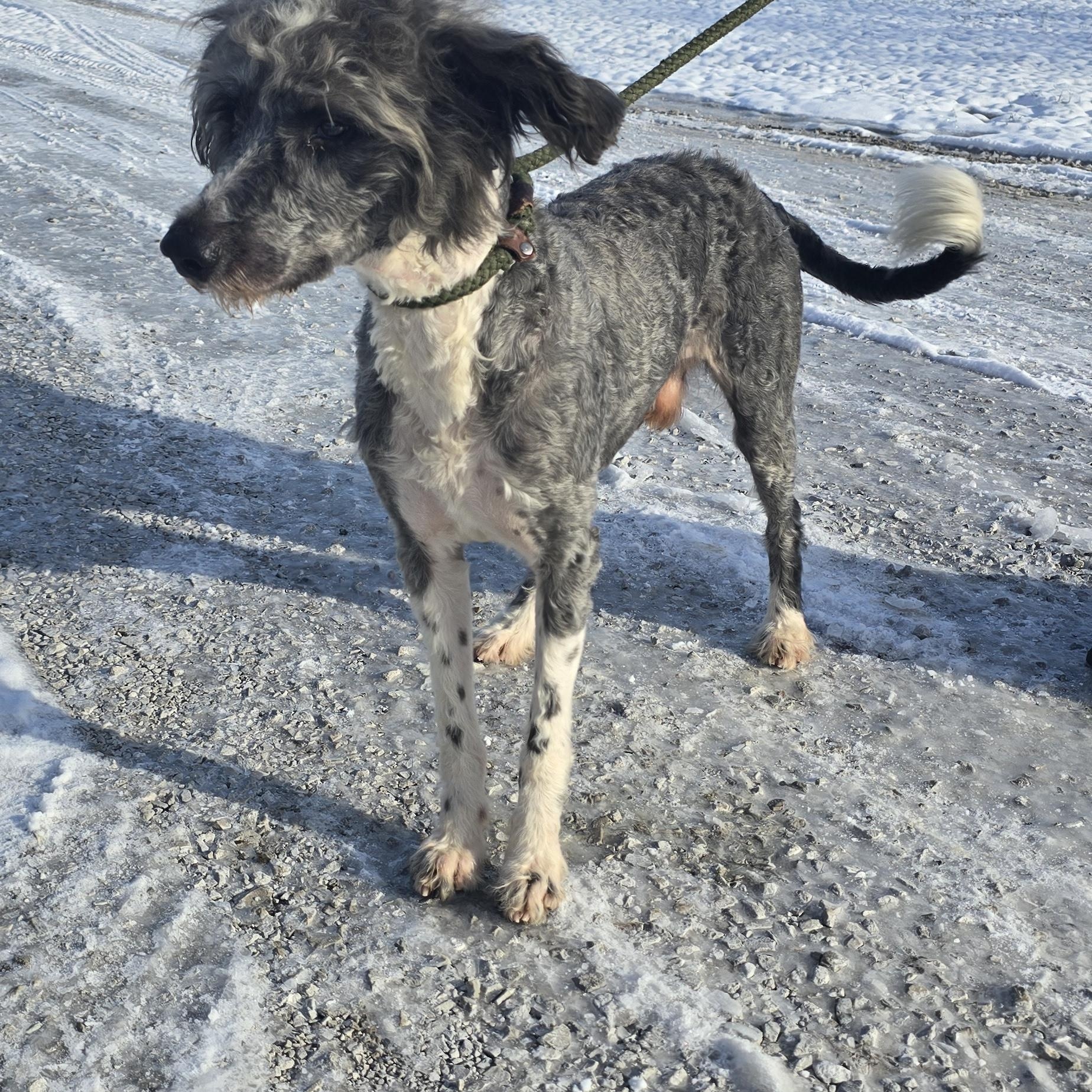 Paisley, a ADOPTABLE mixed breed in Terre Haute, IN image 3/4