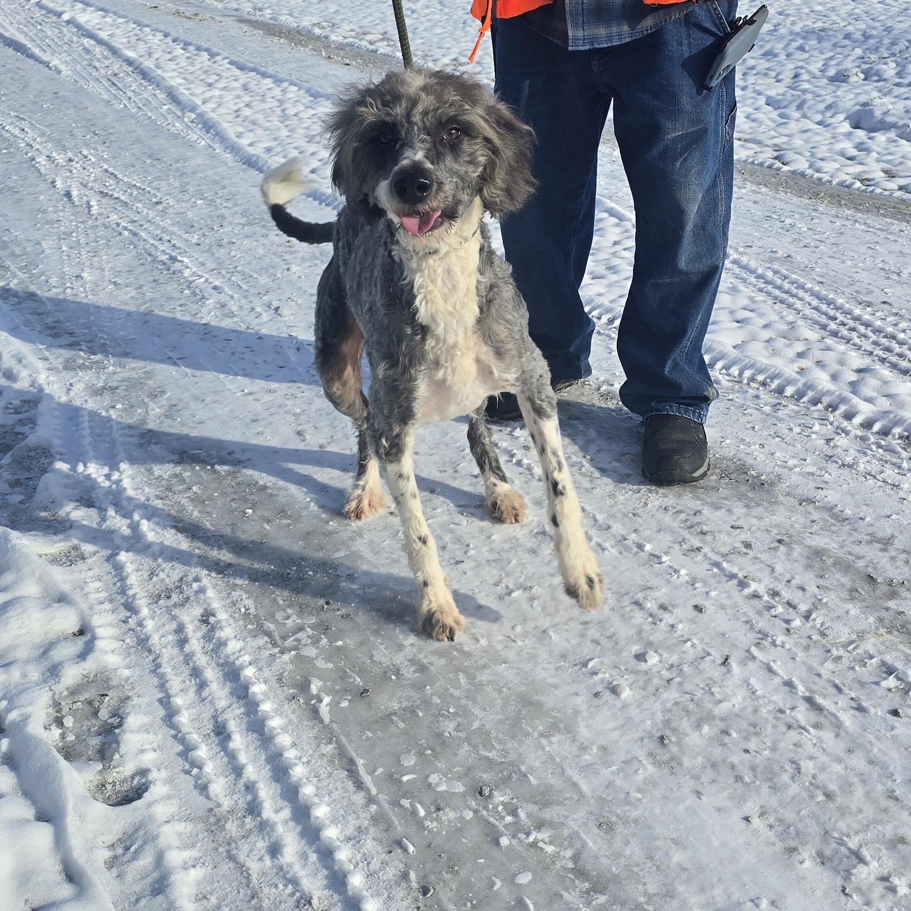 Paisley, a ADOPTABLE mixed breed in Terre Haute, IN image 4/4