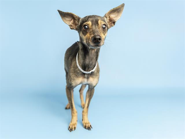 TRIXIE MATTEL, Adoptable, Adult Female Chihuahua.