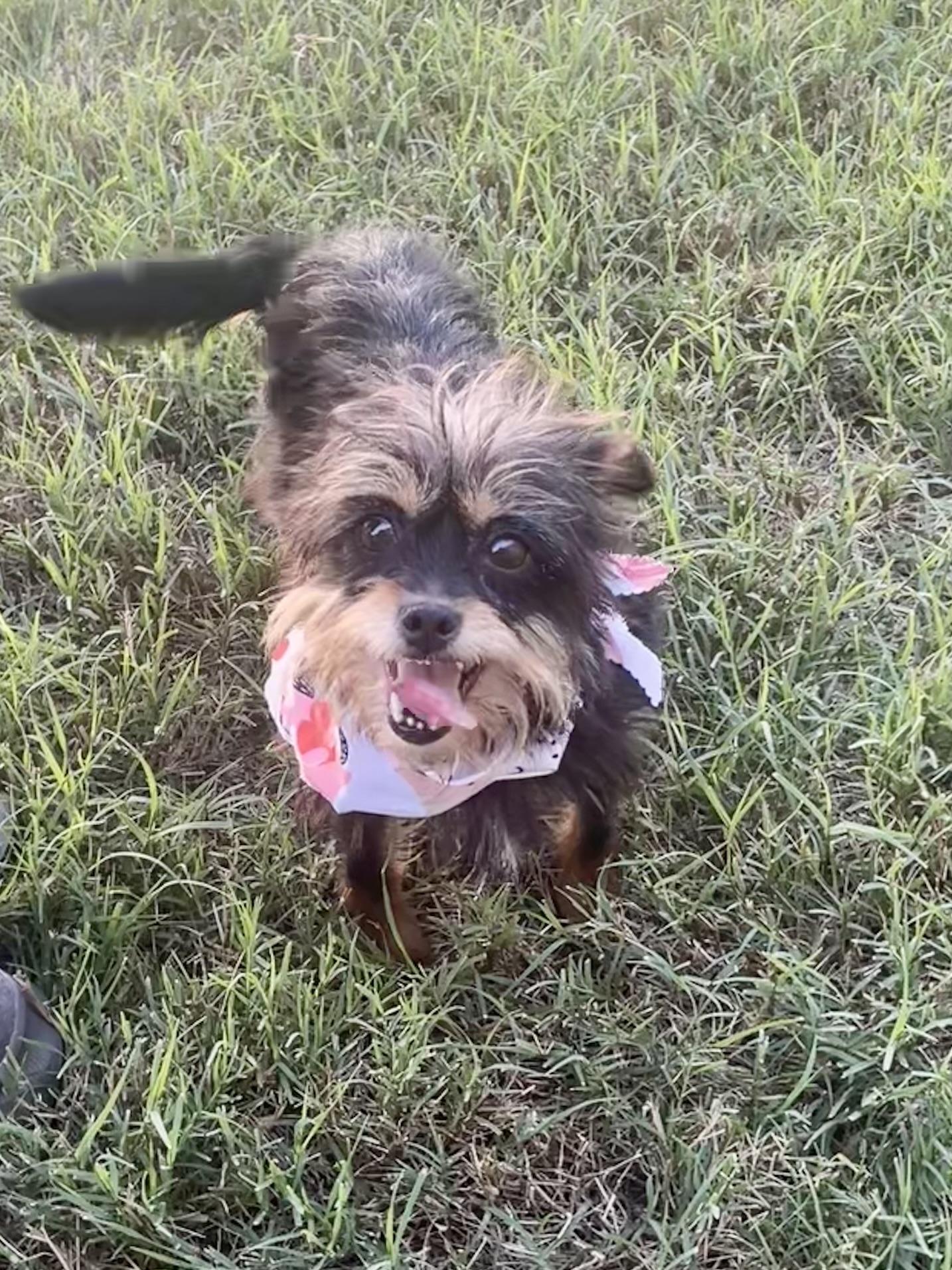 Enlarge Rosemary in Texarkana TX, a ADOPTABLE mixed breed in Texarkana, TX image 3/5