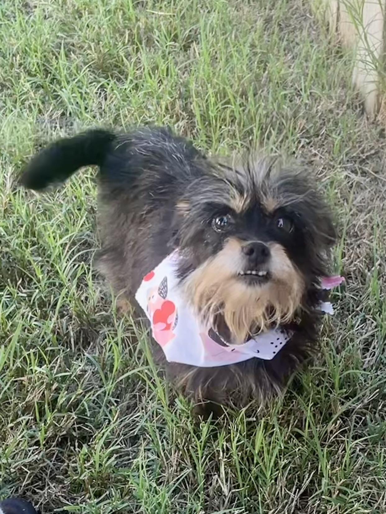 Enlarge Rosemary in Texarkana TX, a ADOPTABLE mixed breed in Texarkana, TX image 2/5