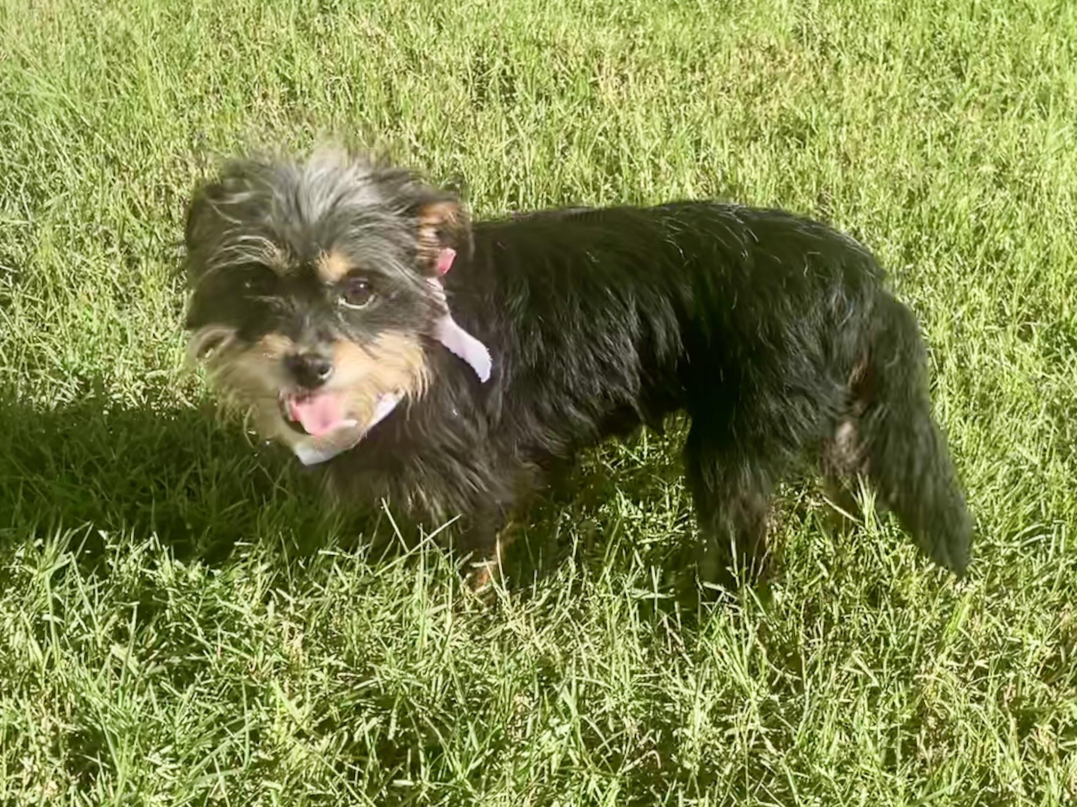 Enlarge Rosemary in Texarkana TX, a ADOPTABLE mixed breed in Texarkana, TX image 4/5
