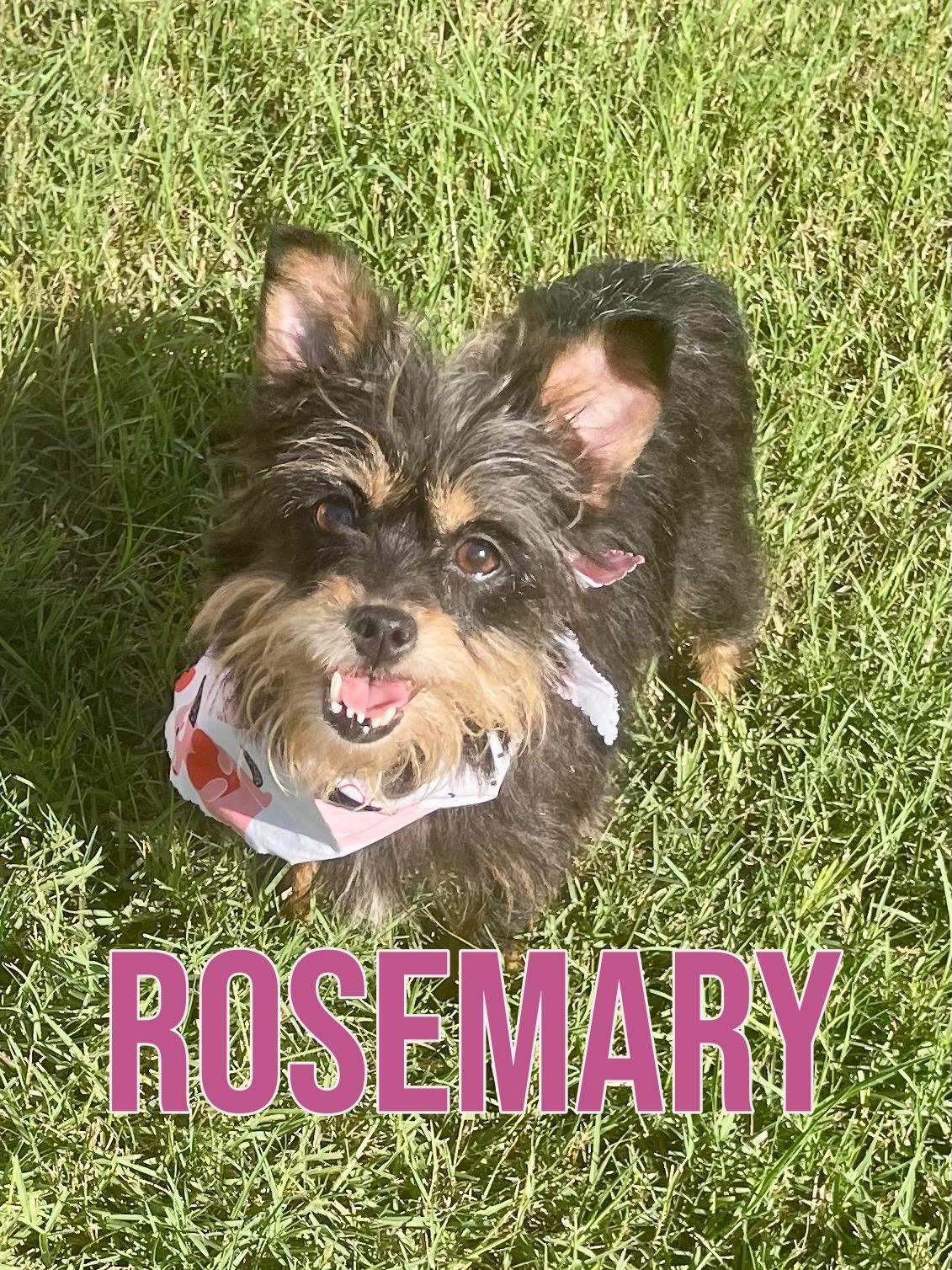 Rosemary in Texarkana TX, ADOPTABLE, Adult Female Yorkshire Terrier.