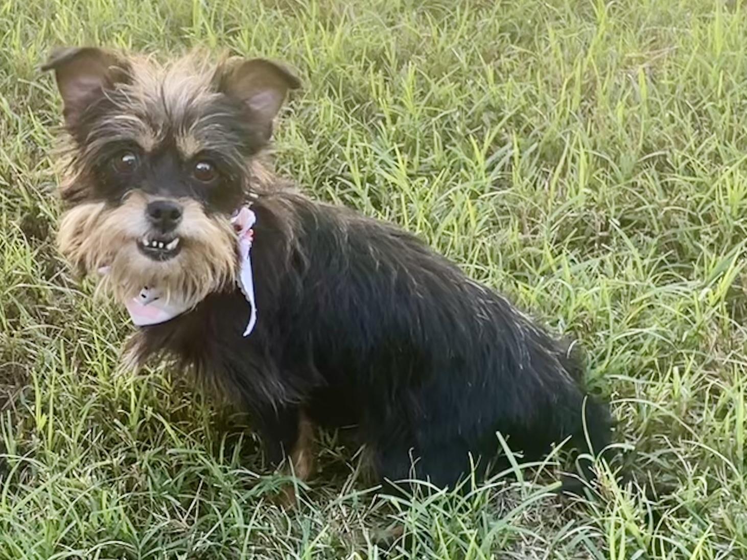 Enlarge Rosemary in Texarkana TX, a ADOPTABLE mixed breed in Texarkana, TX image 5/5