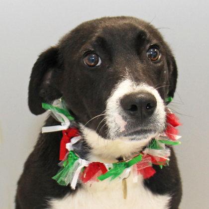 Enlarge Wordsworth, a ADOPTABLE Mixed Breed in Lansing, MI image 1/1