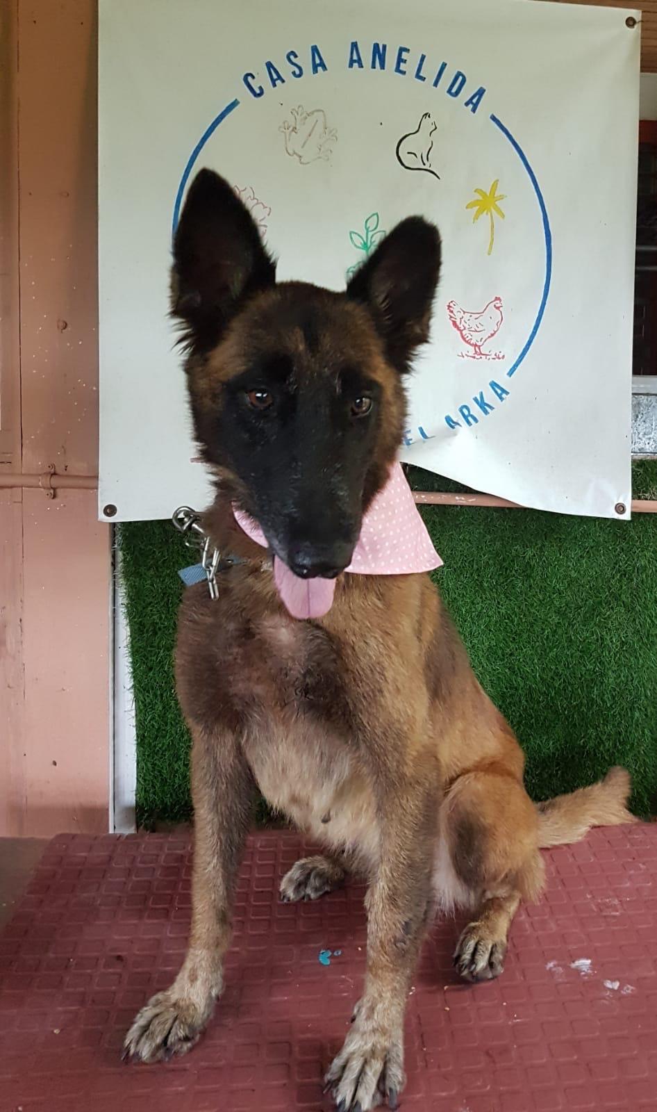 Enlarge Ángel Atabey, a Adoptable mixed breed in Annapolis, MD image 1/4