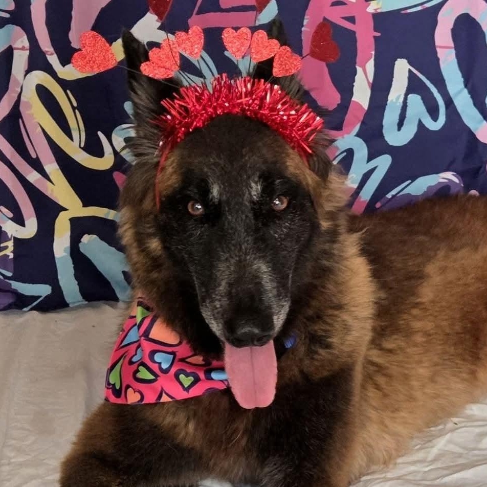 Enlarge Ángel Atabey, a Adoptable mixed breed in Annapolis, MD image 1/5