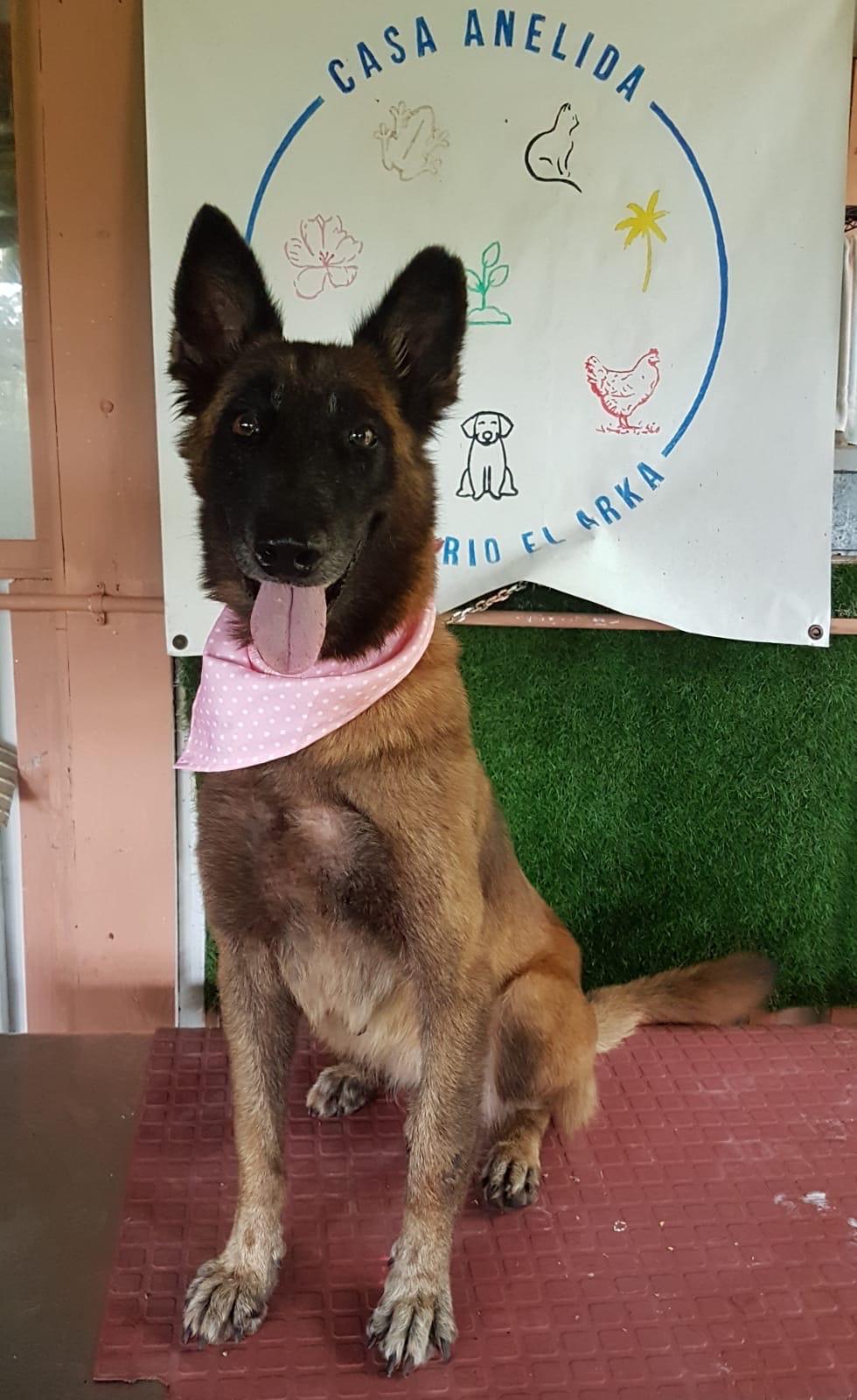 Enlarge Ángel Atabey, a Adoptable mixed breed in Annapolis, MD image 3/4