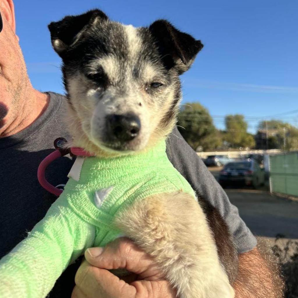 Wright, a Adoptable Parson Russell Terrier in Ramona, CA image 1/6