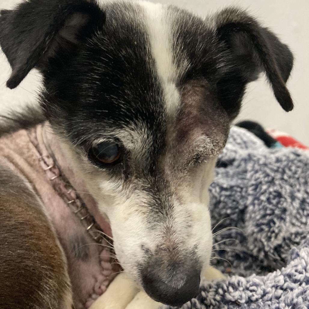 Wright, a Adoptable Parson Russell Terrier in Ramona, CA image 3/6