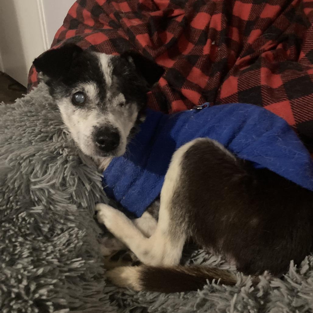 Wright, a Adoptable Parson Russell Terrier in Ramona, CA image 4/6