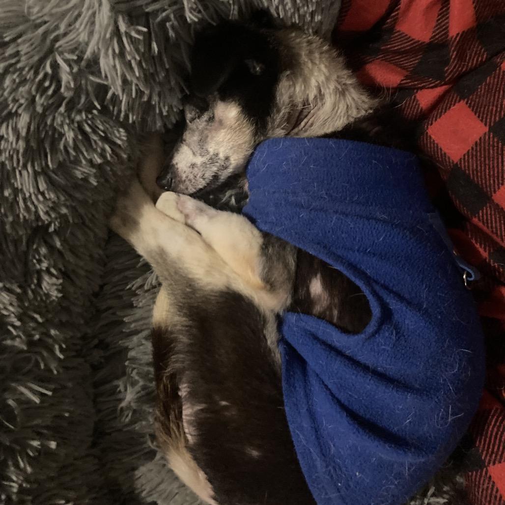 Wright, a Adoptable Parson Russell Terrier in Ramona, CA image 5/6