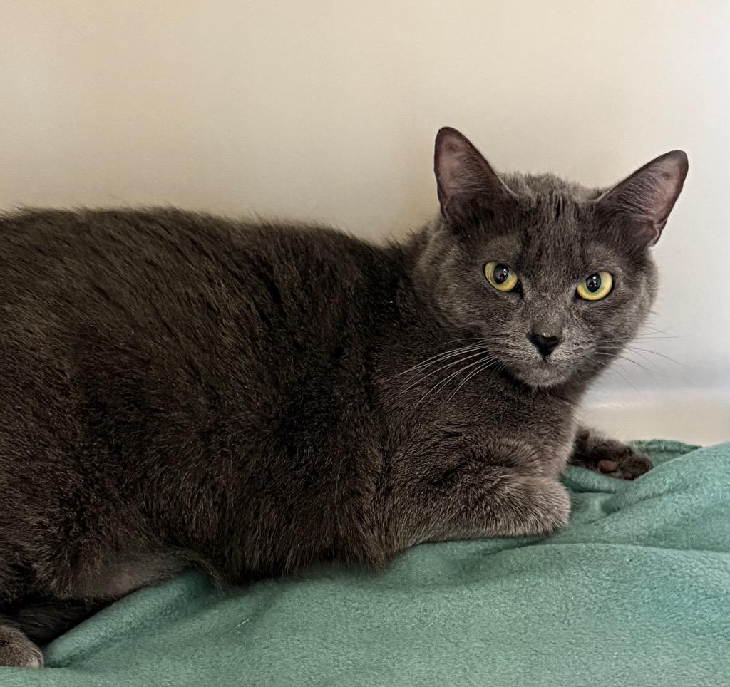 Luna, Adoptable, Adult Female Domestic Short Hair.