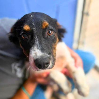 Chauncy, Adoptable, Young Male Mixed Breed.