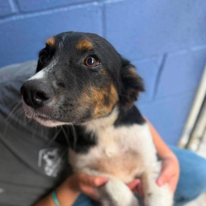 Enlarge Chauncy, a Adoptable Mixed Breed in Erie, PA image 2/2