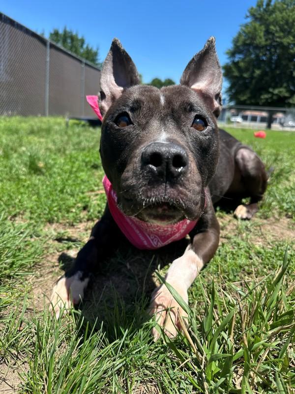 Bella Hadid, a Adoptable mixed breed in Richmond, VA image 1/2