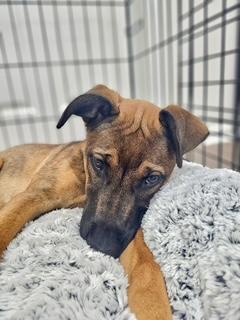 Sadie, a ADOPTABLE mixed breed in Waxhaw, NC image 5/6