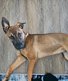 Sadie, ADOPTABLE, Young Female Shepherd.
