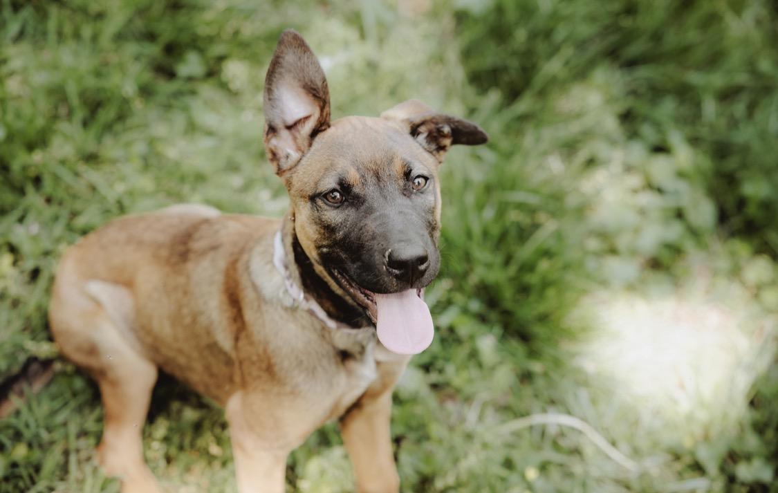 Enlarge Sadie, a ADOPTABLE mixed breed in Waxhaw, NC image 5/6