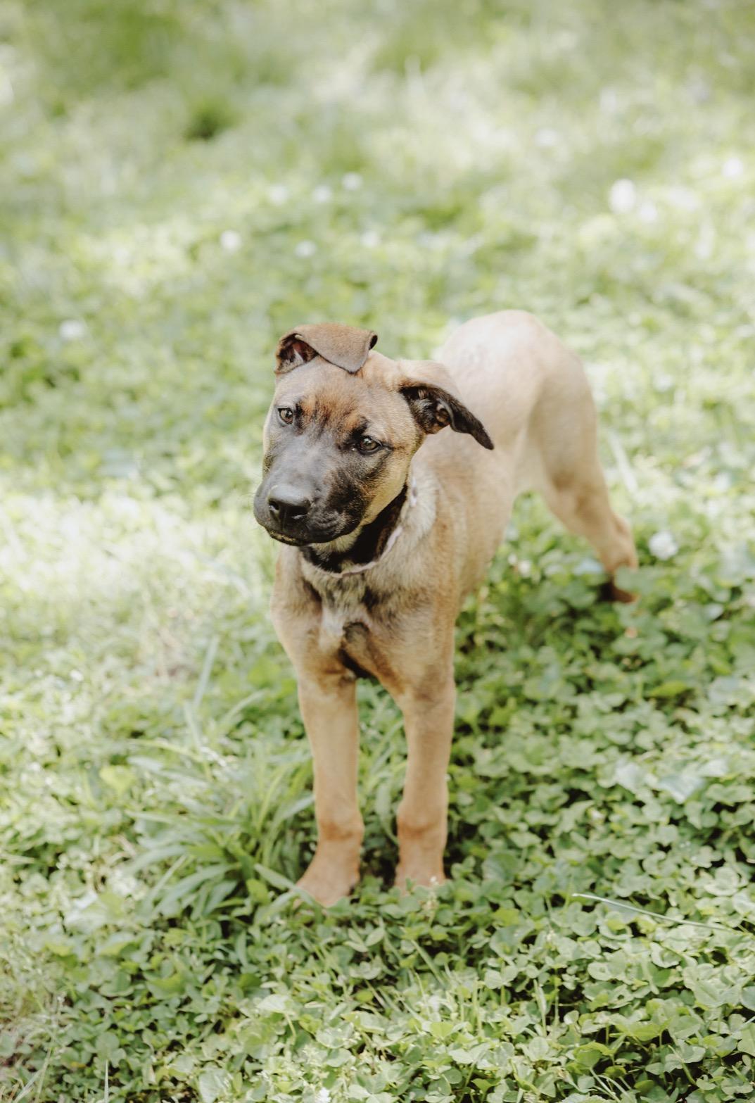 Enlarge Sadie, a ADOPTABLE mixed breed in Waxhaw, NC image 6/6