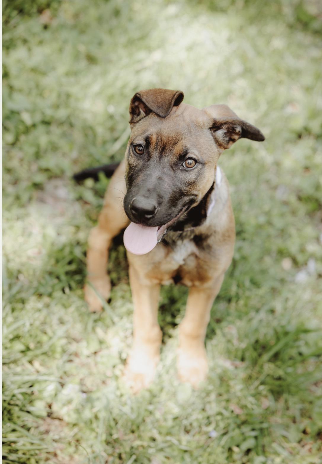 Enlarge Sadie, a ADOPTABLE mixed breed in Waxhaw, NC image 3/6