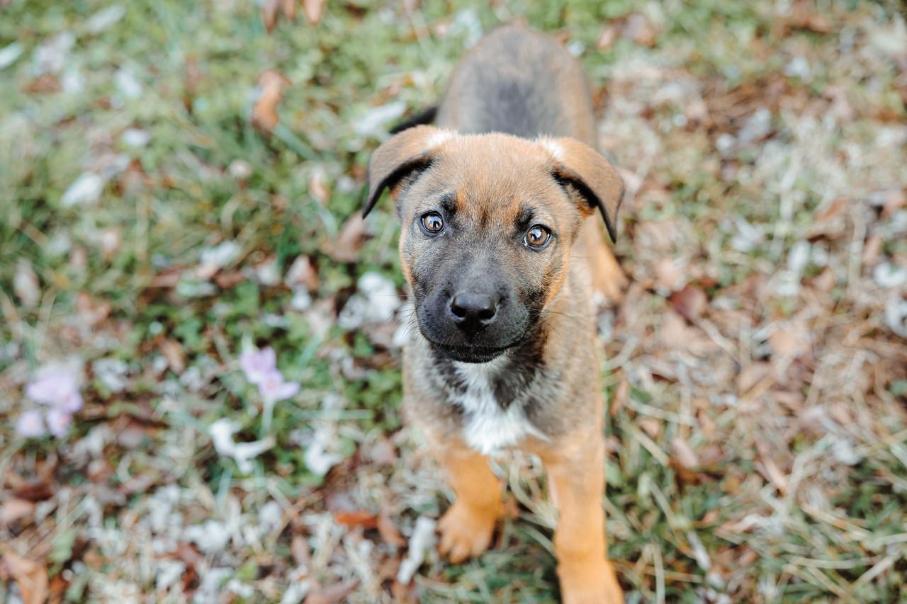 Enlarge Sadie, a ADOPTABLE mixed breed in Waxhaw, NC image 5/6