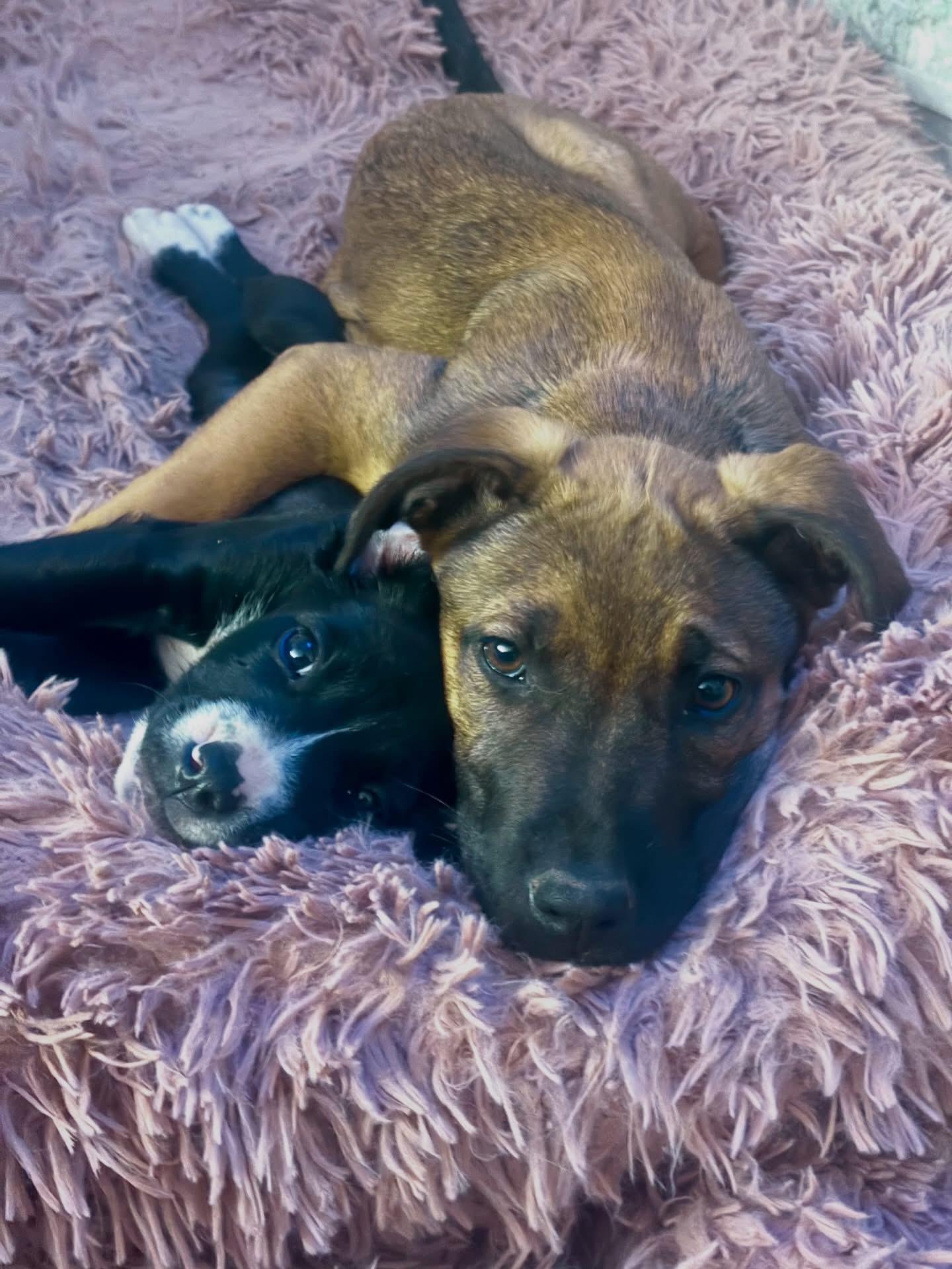 Enlarge Sadie, a ADOPTABLE mixed breed in Waxhaw, NC image 6/6