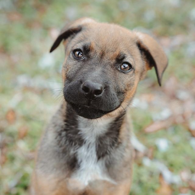 Enlarge Sadie, a ADOPTABLE mixed breed in Waxhaw, NC image 1/6