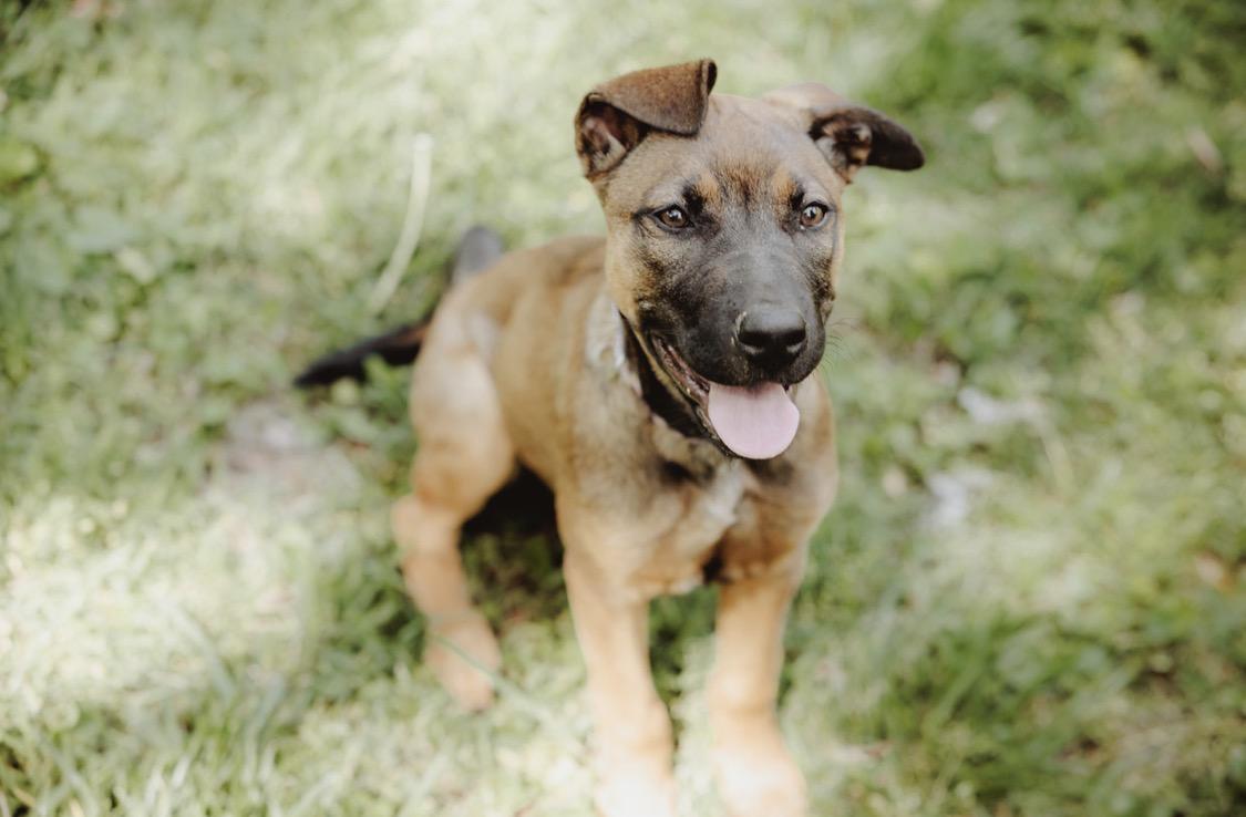 Enlarge Sadie, a ADOPTABLE mixed breed in Waxhaw, NC image 4/6