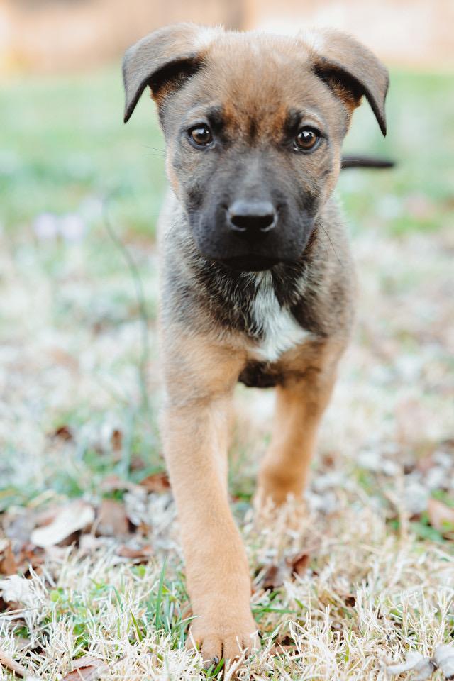 Enlarge Sadie, a ADOPTABLE mixed breed in Waxhaw, NC image 3/6