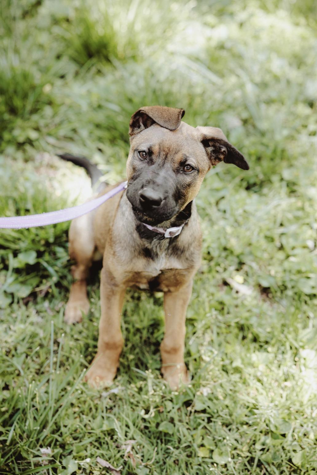 Enlarge Sadie, a ADOPTABLE mixed breed in Waxhaw, NC image 1/6
