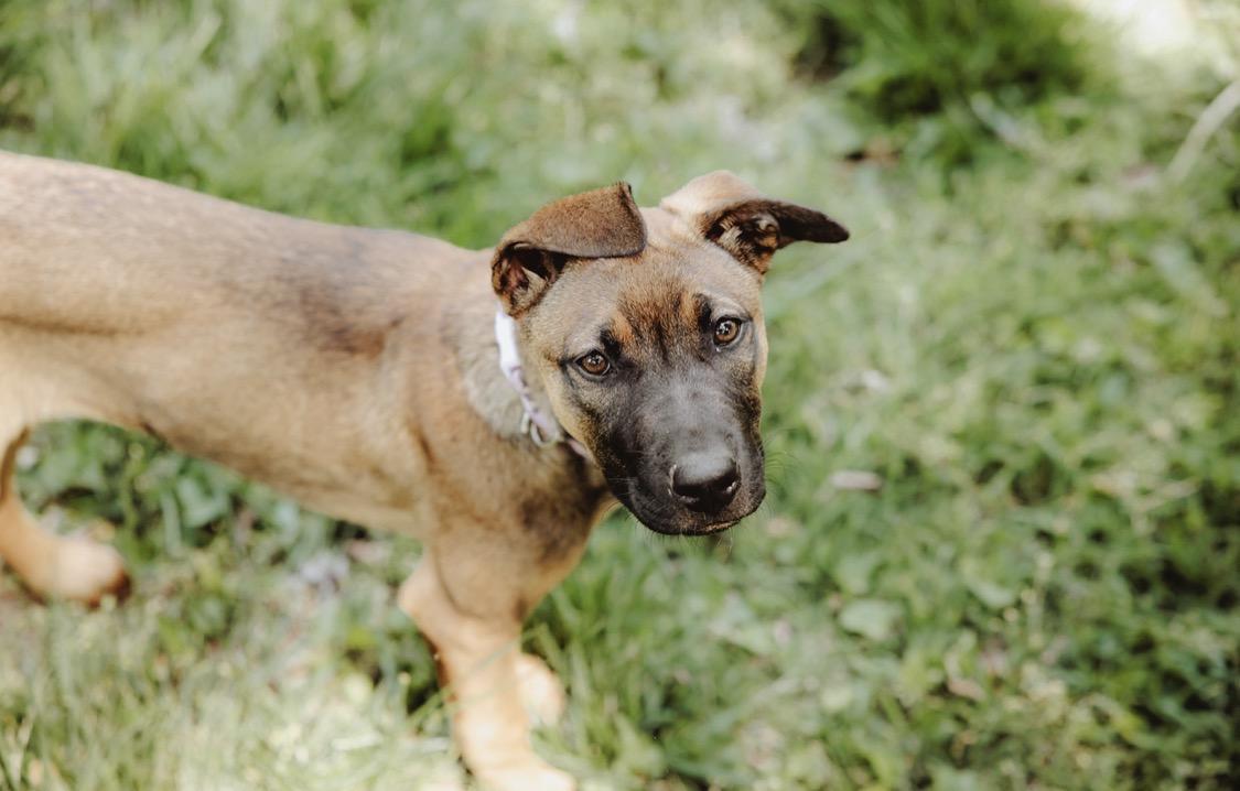 Enlarge Sadie, a ADOPTABLE mixed breed in Waxhaw, NC image 2/6