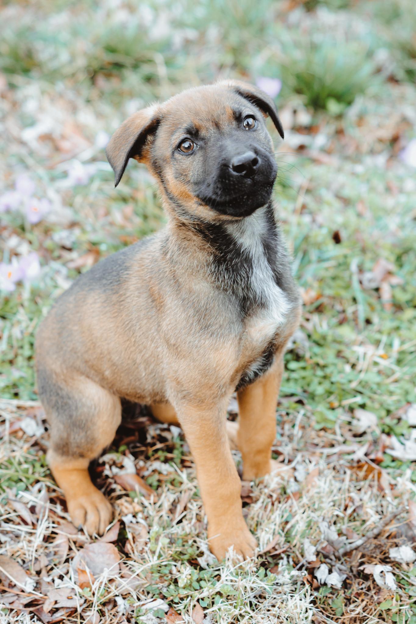 Enlarge Sadie, a ADOPTABLE mixed breed in Waxhaw, NC image 4/6