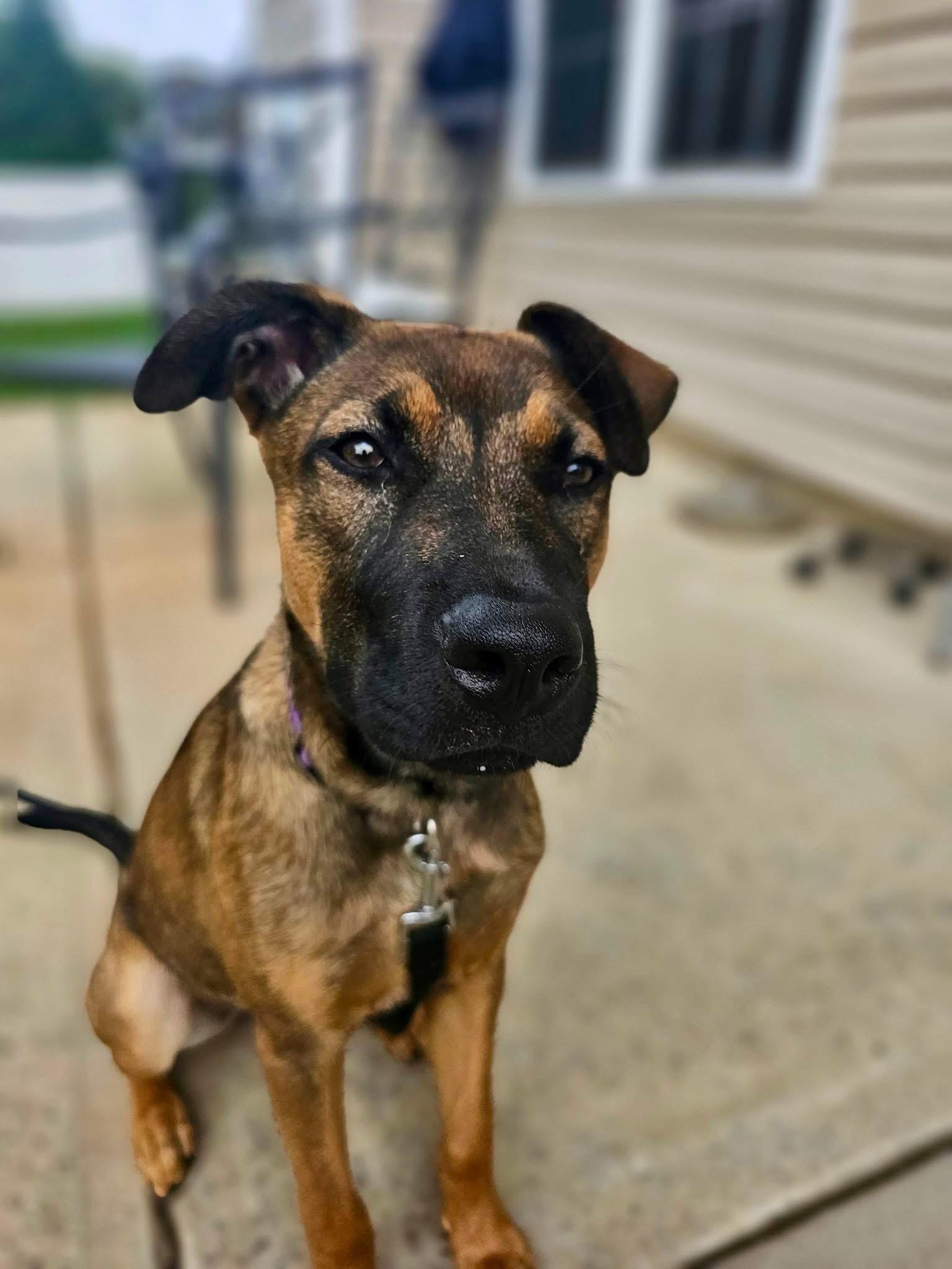 Sadie, a ADOPTABLE mixed breed in Waxhaw, NC image 6/6