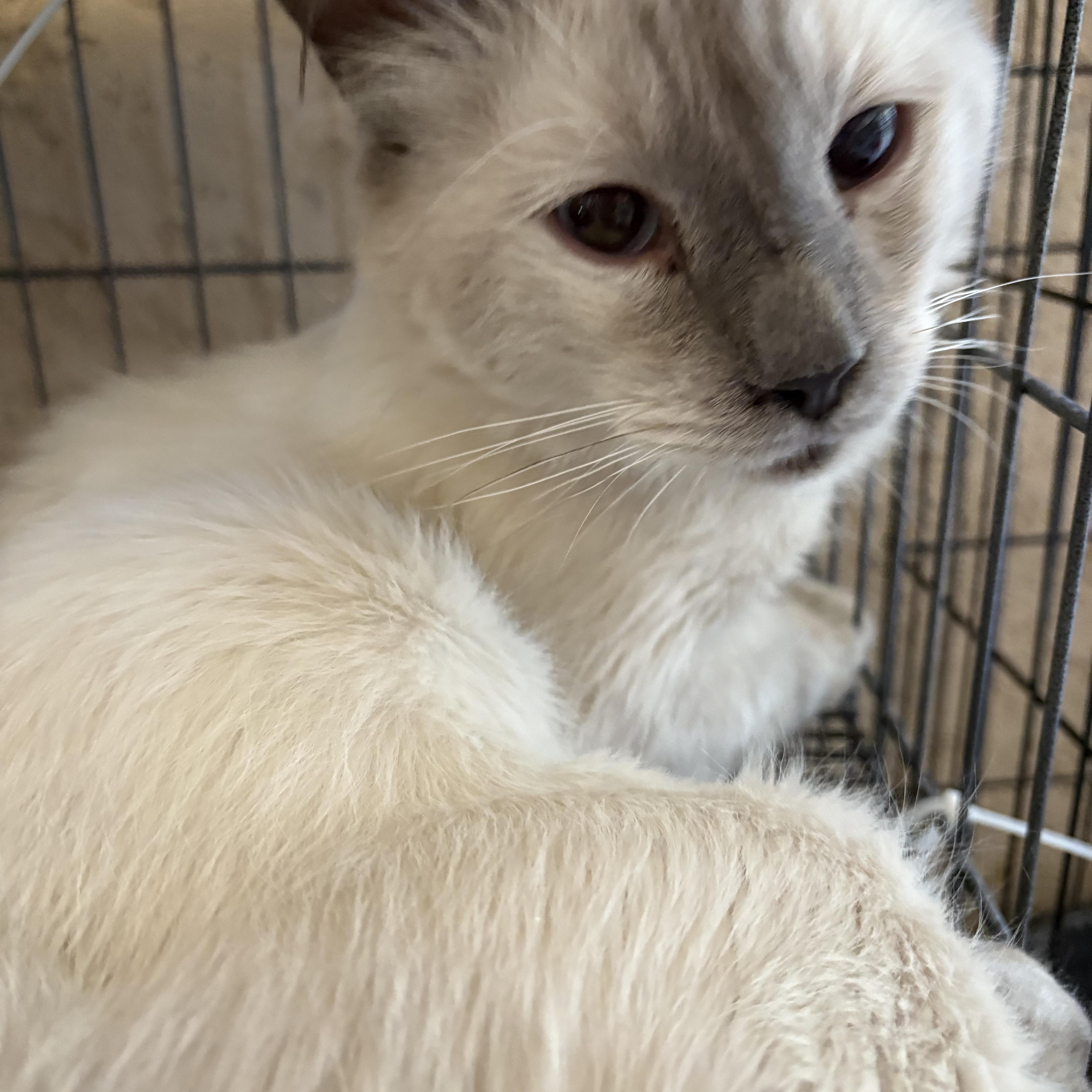 Ozzy, Adopted, Adult Male Siamese.