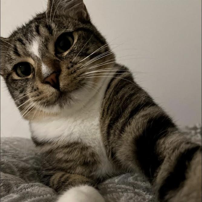 Sparrow, a Adoptable mixed breed in Springfield, OR image 2/4