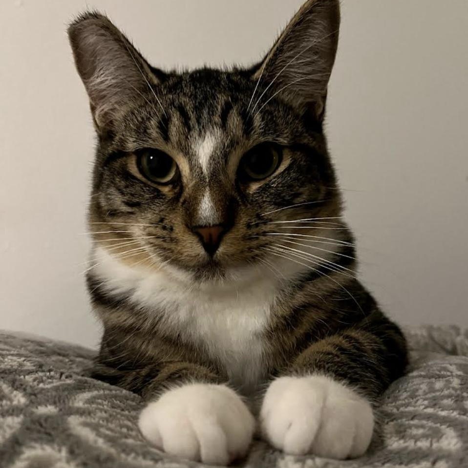 Sparrow, Baby Male Domestic Short Hair