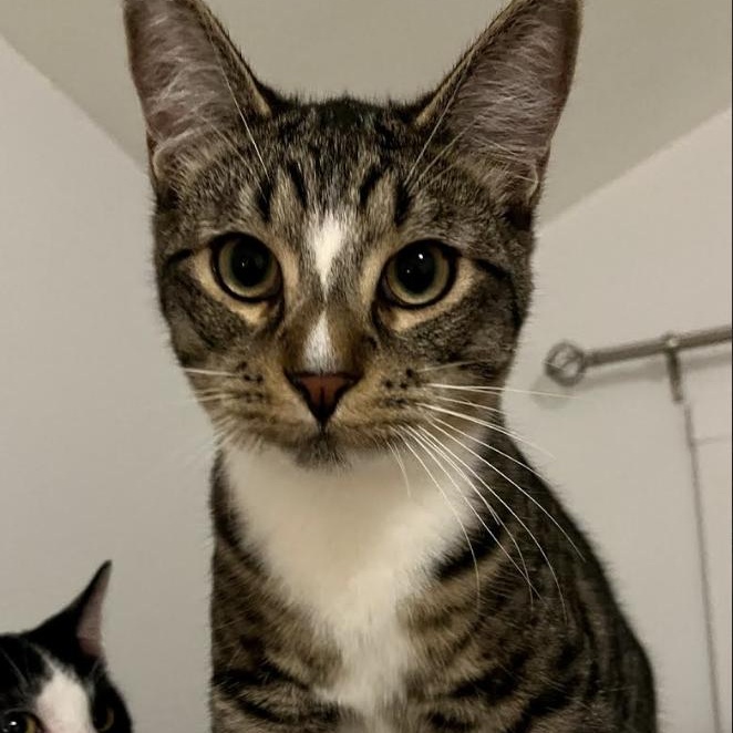 Sparrow, a Adoptable mixed breed in Springfield, OR image 3/4