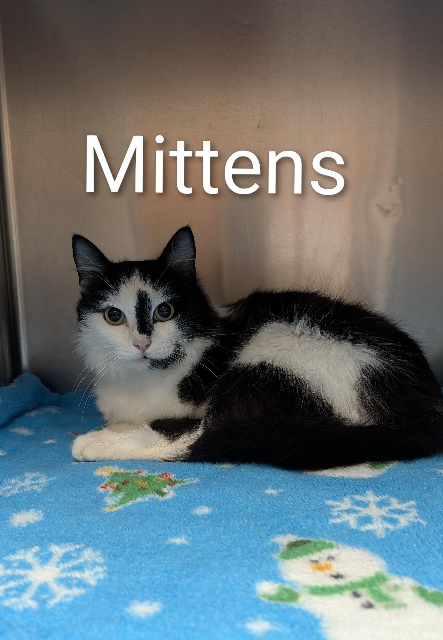 Mittens, ADOPTABLE, Adult Female Domestic Medium Hair.