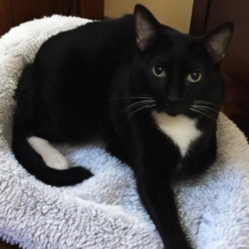 Oreo, Adoptable, Young Male Domestic Short Hair.