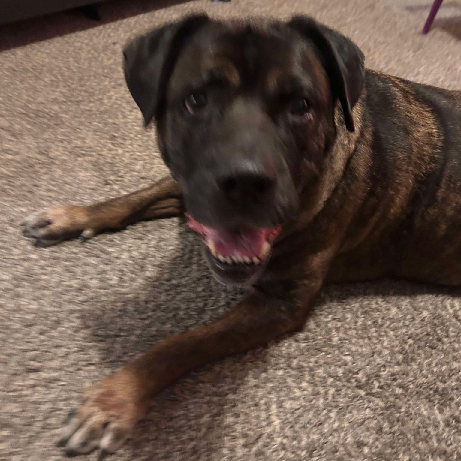 Enlarge Baby Girl, a Adoptable Bullmastiff in Granite City, IL image 1/3