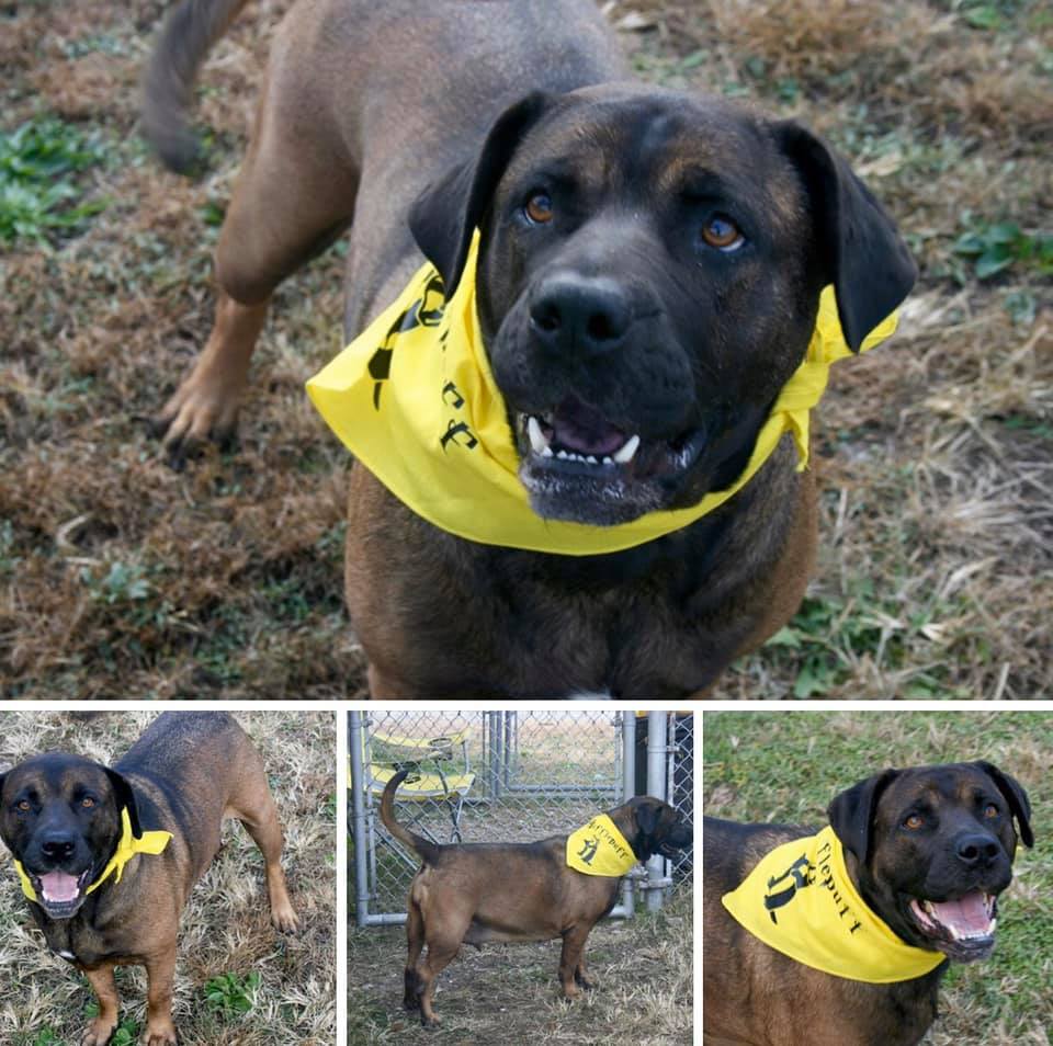 Enlarge Baby Girl, a Adoptable Bullmastiff in Granite City, IL image 2/3