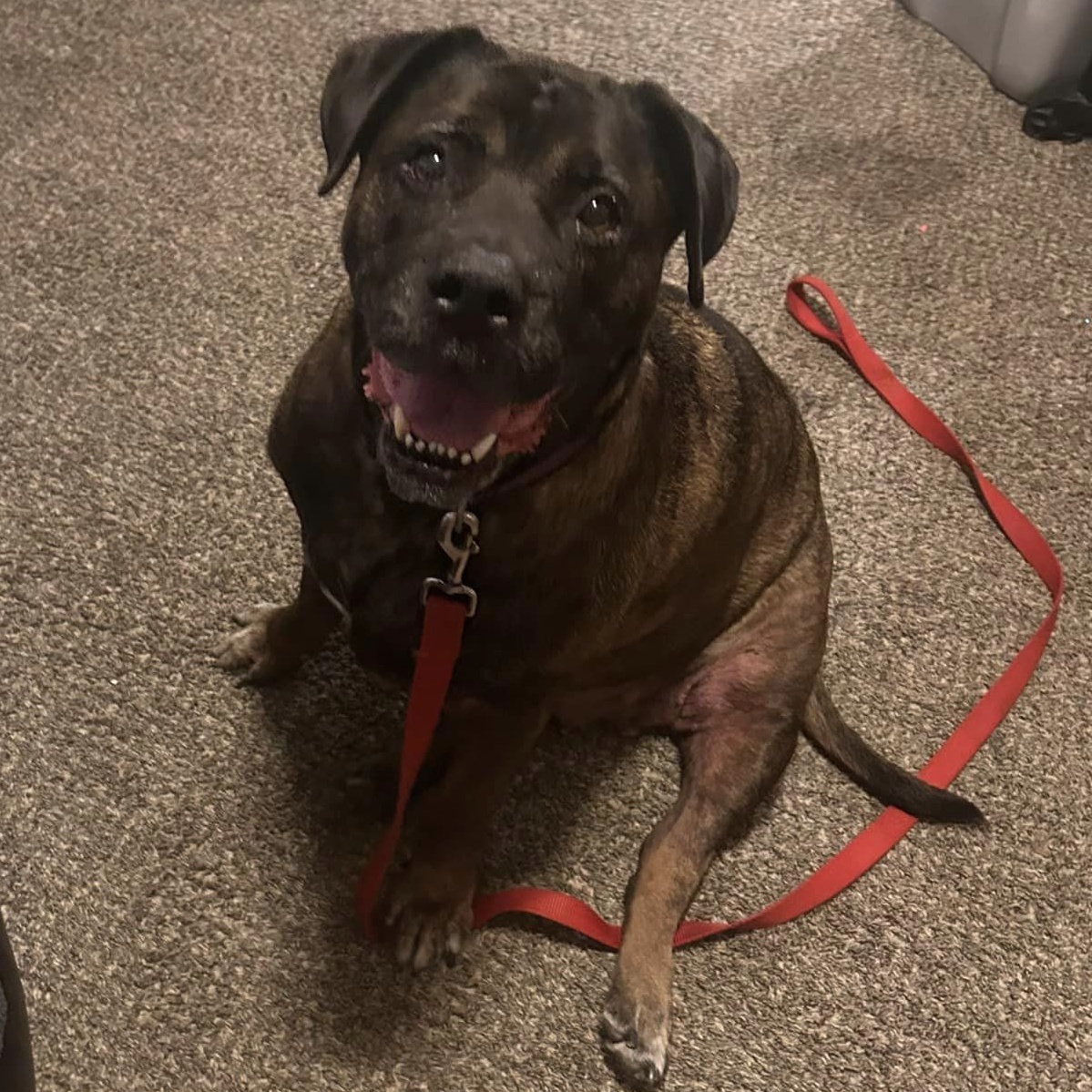 Enlarge Baby Girl, a Adoptable Bullmastiff in Granite City, IL image 3/3