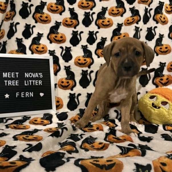 Enlarge Fern, a Adoptable Mixed Breed in Harrington, DE image 3/5